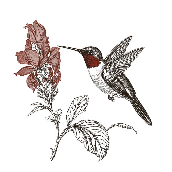 Woodcut of a ruby-throated hummingbird at a flower
