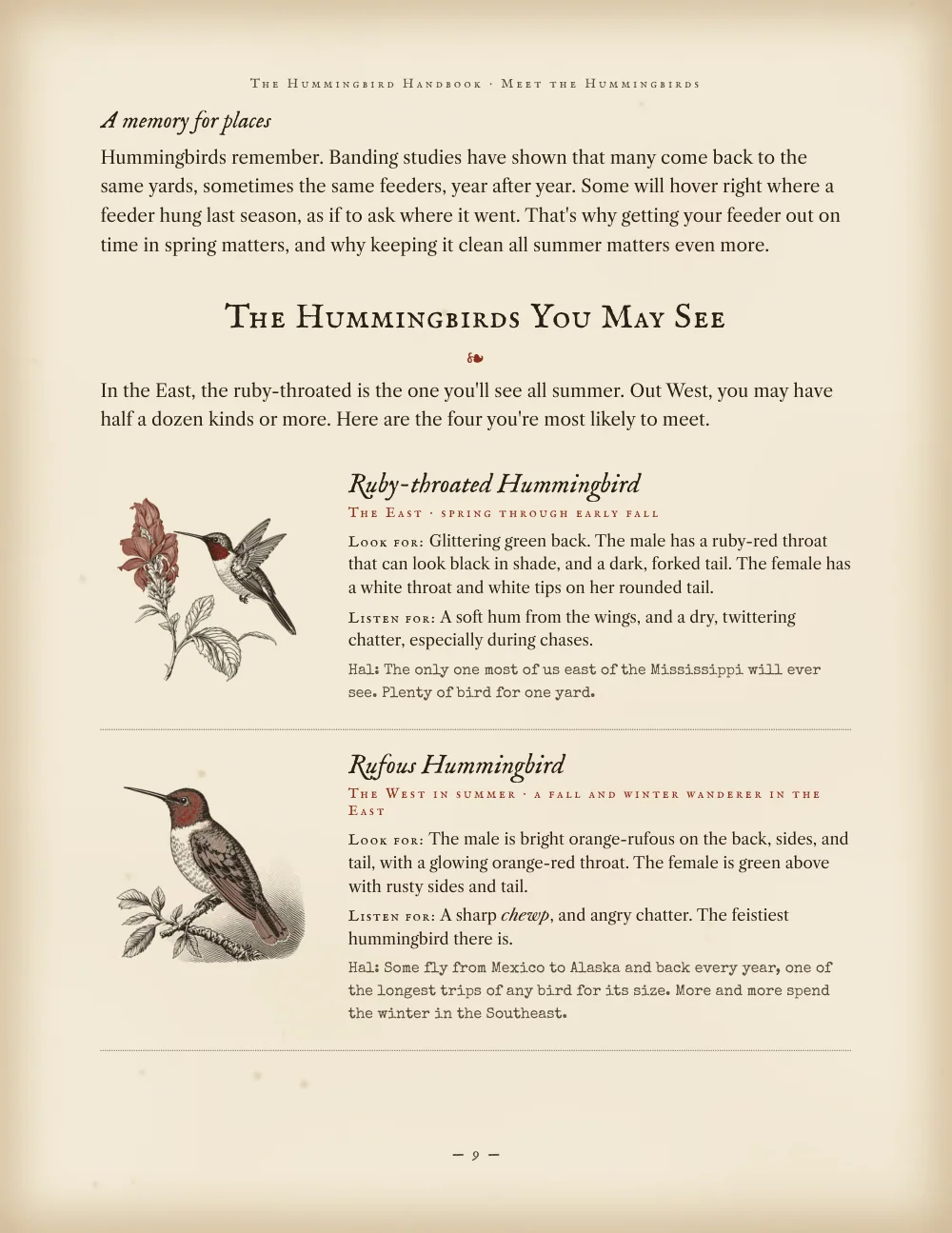 Profiles of the ruby-throated and rufous hummingbirds